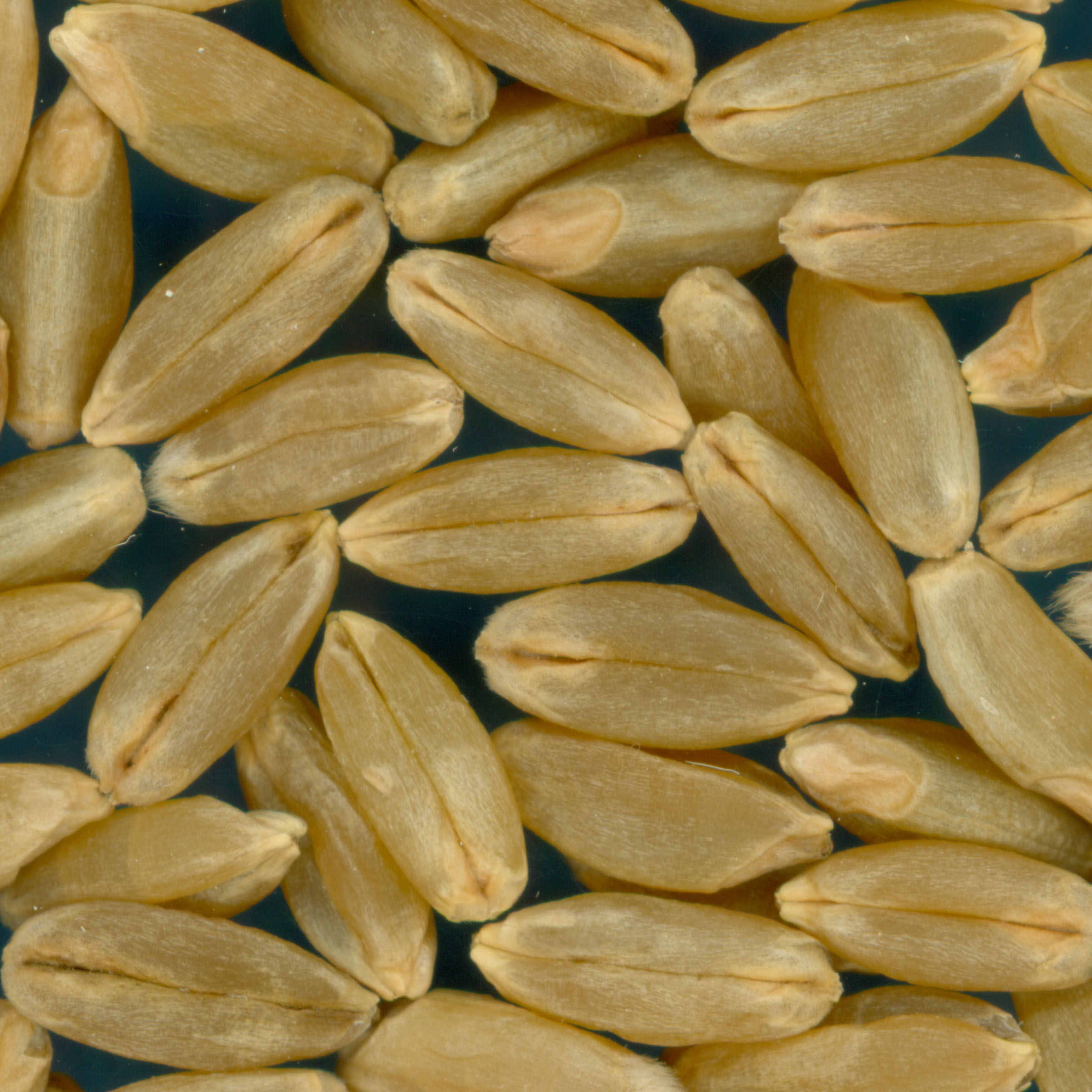 Click for 3 image(s) for this accession. KERNELS